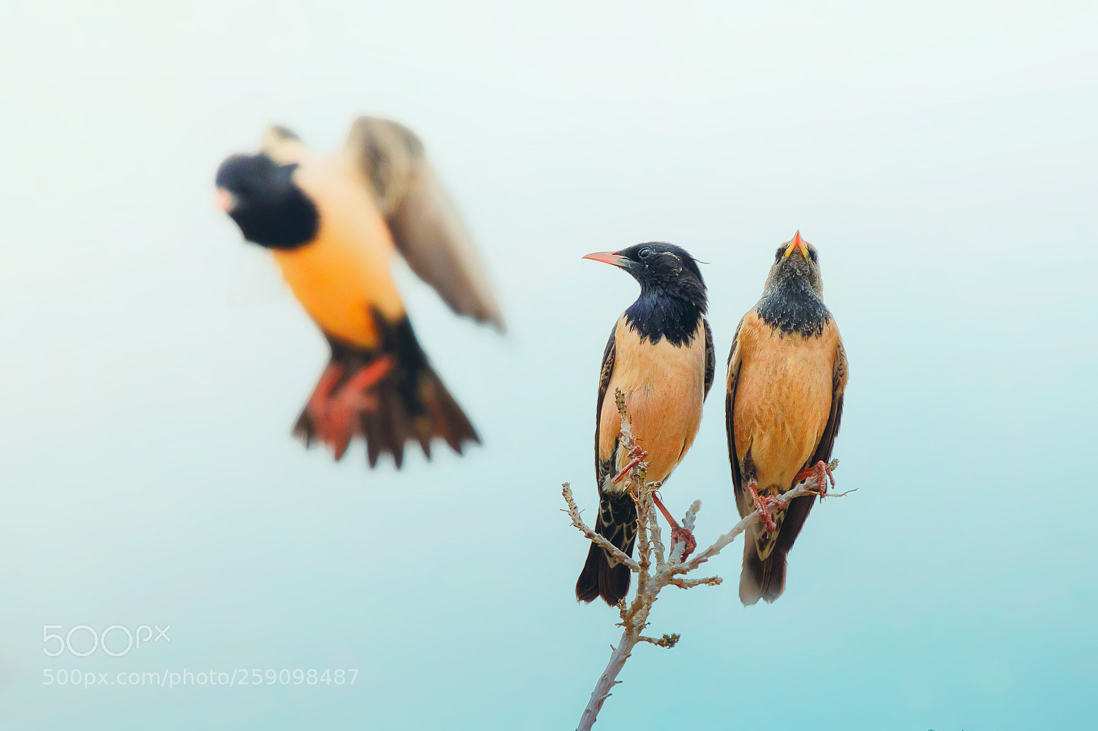 Canon EOS 7D Mark II sample photo. Rosy starlings photography