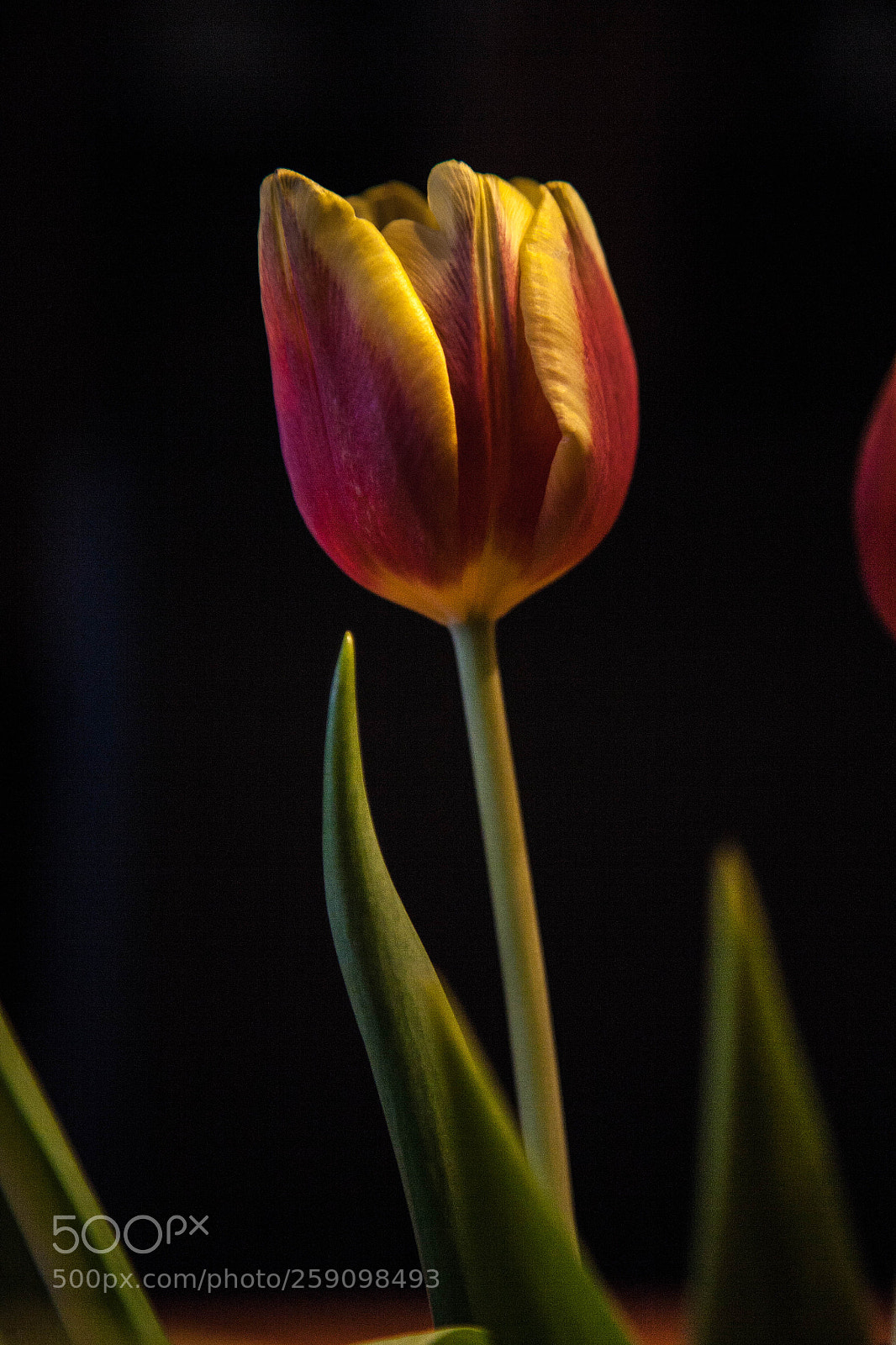 Canon EOS 5D sample photo. Tulpen aus amsterdam photography