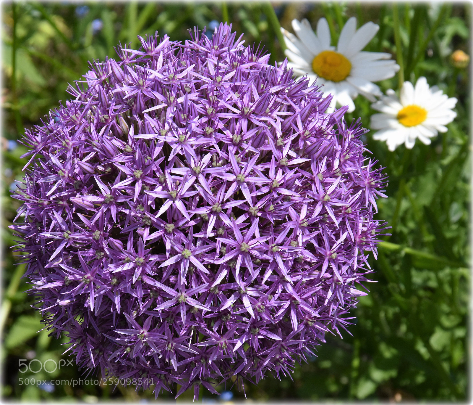 Nikon D7200 sample photo. "ornamental onion-with margritte" photography