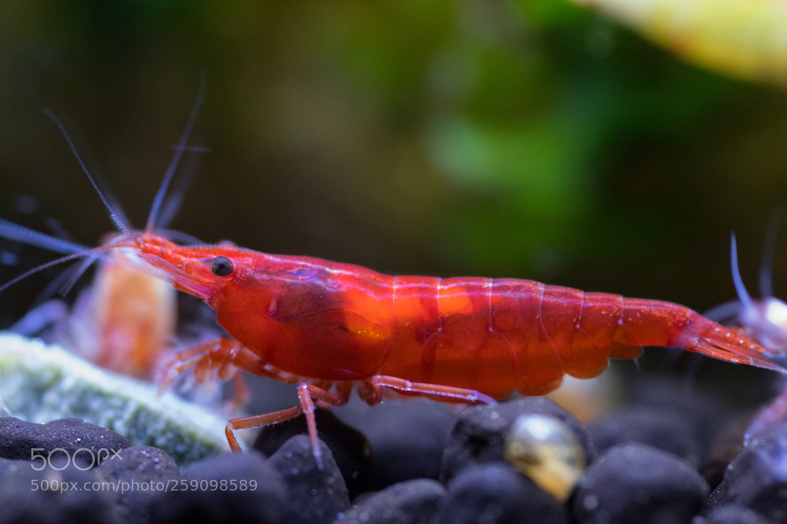 Nikon D500 sample photo. Painted fire shrimp o photography