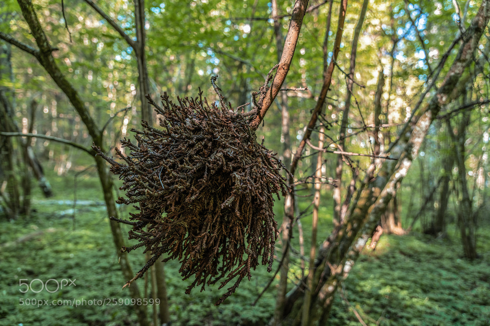 Nikon D850 sample photo. Dead but strange photography