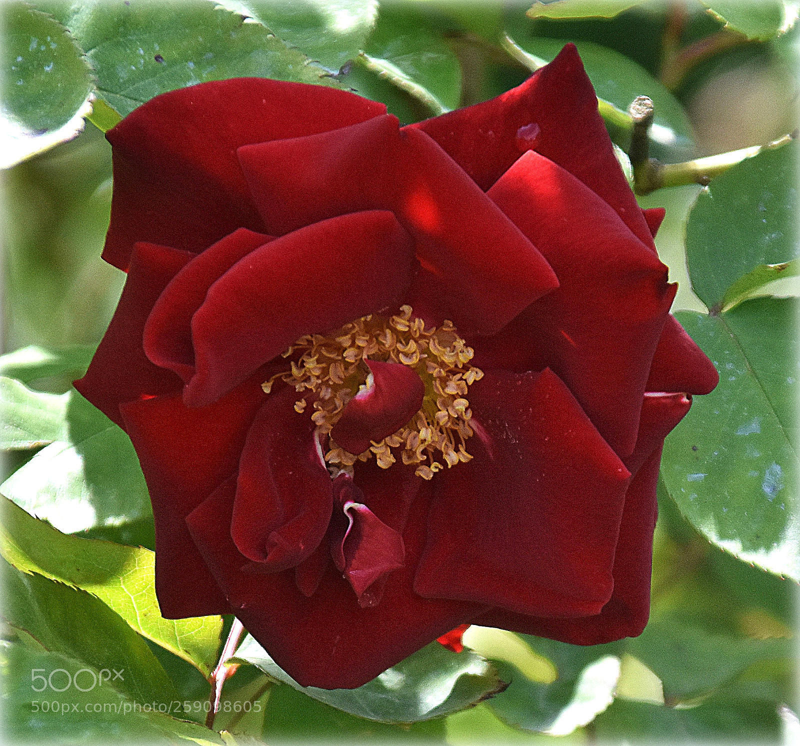 Nikon D7200 sample photo. "red bushrose" photography