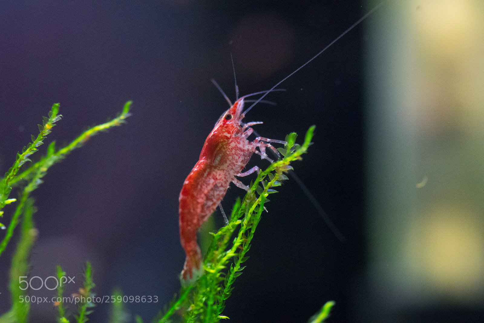 Nikon D500 sample photo. Perched painted fire red photography