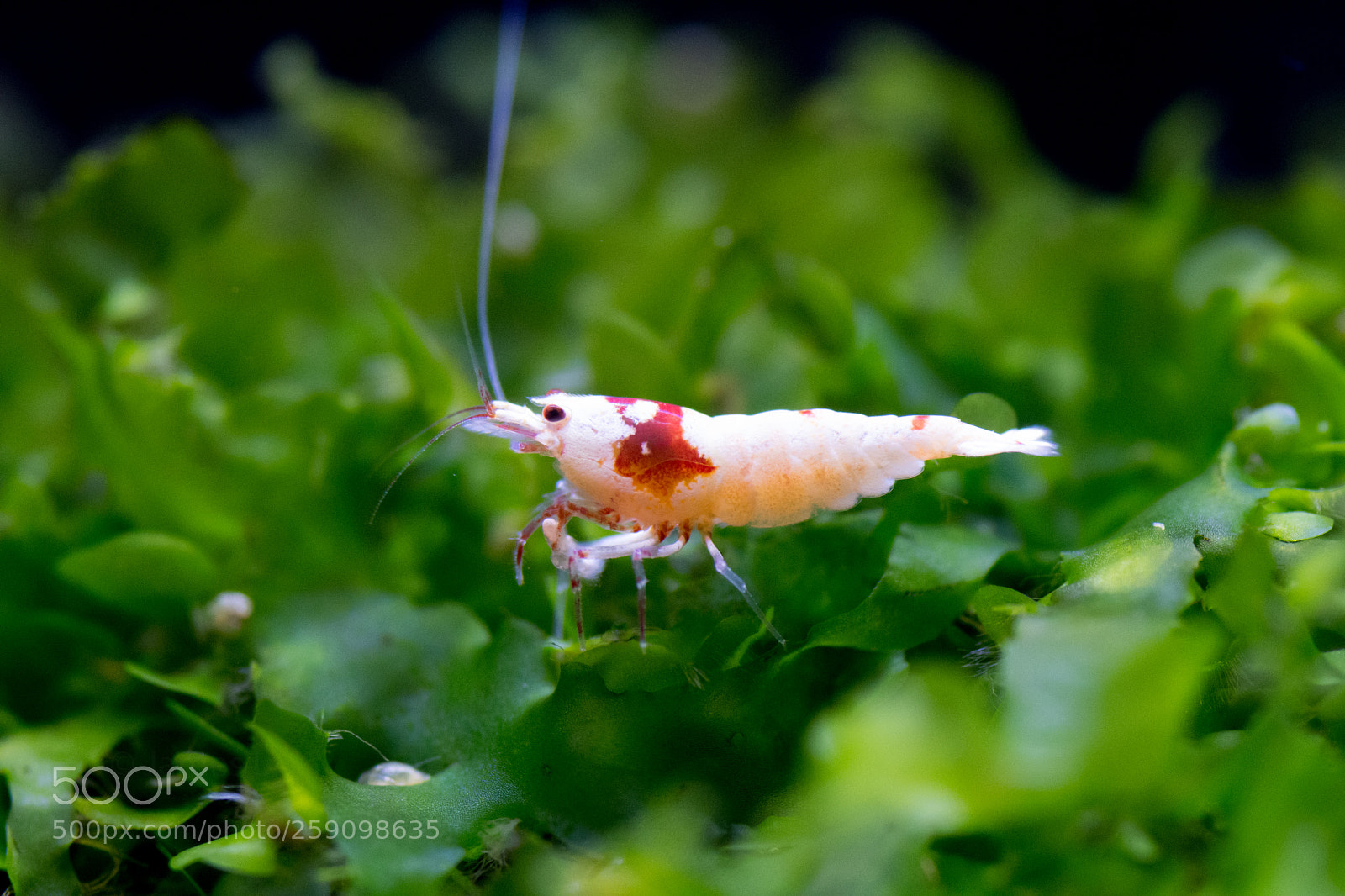 Nikon D500 sample photo. Crystal shrimp photography