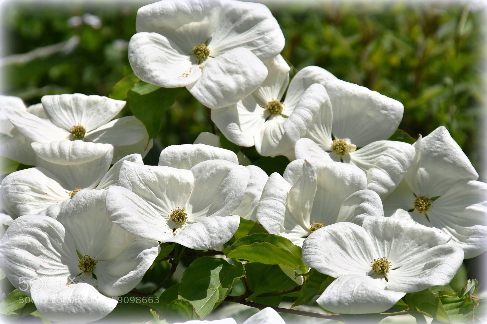 Nikon D7200 sample photo. "pure white" photography