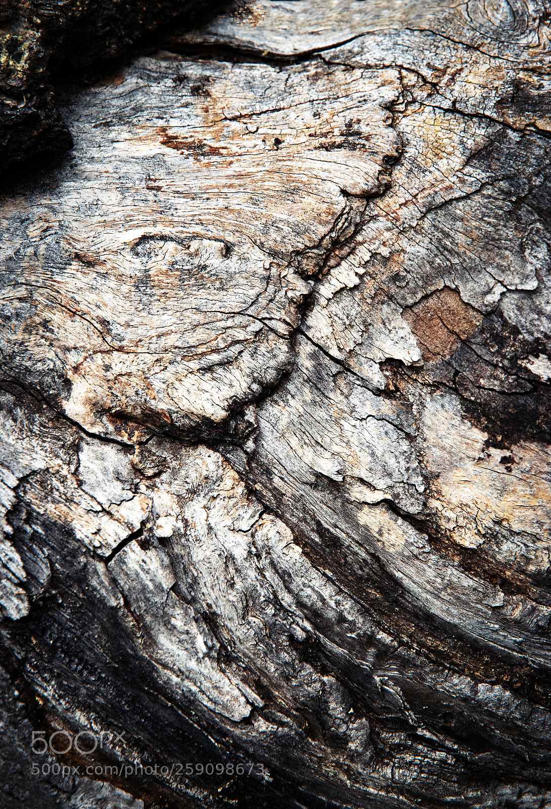 Nikon D5500 sample photo. Old stump deformed and photography