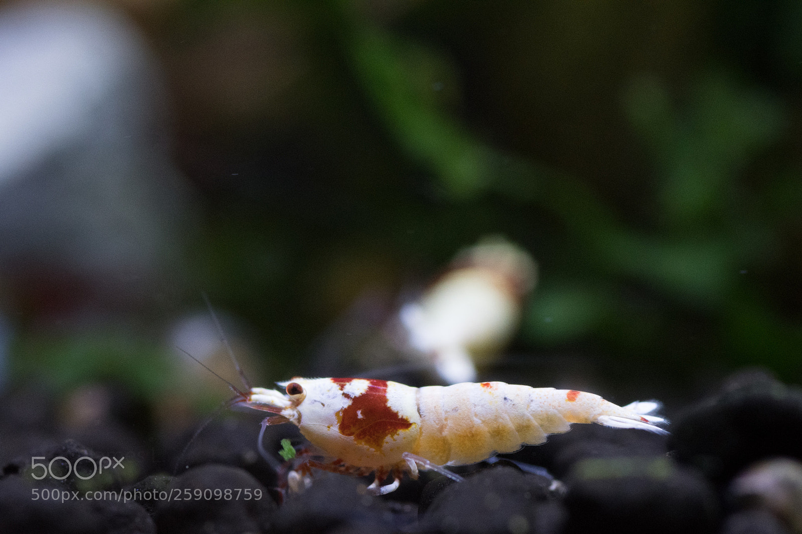 Nikon D500 sample photo. Crystal shrimp photography