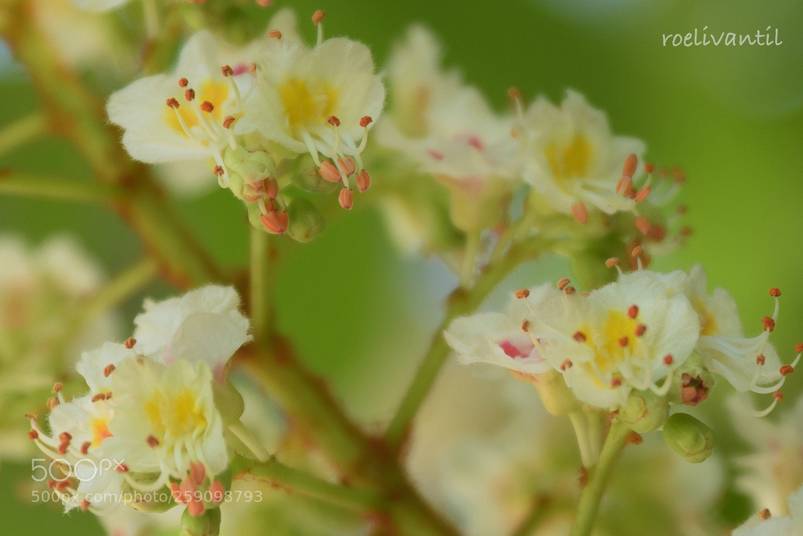 Nikon D750 sample photo. Horse chestnut photography