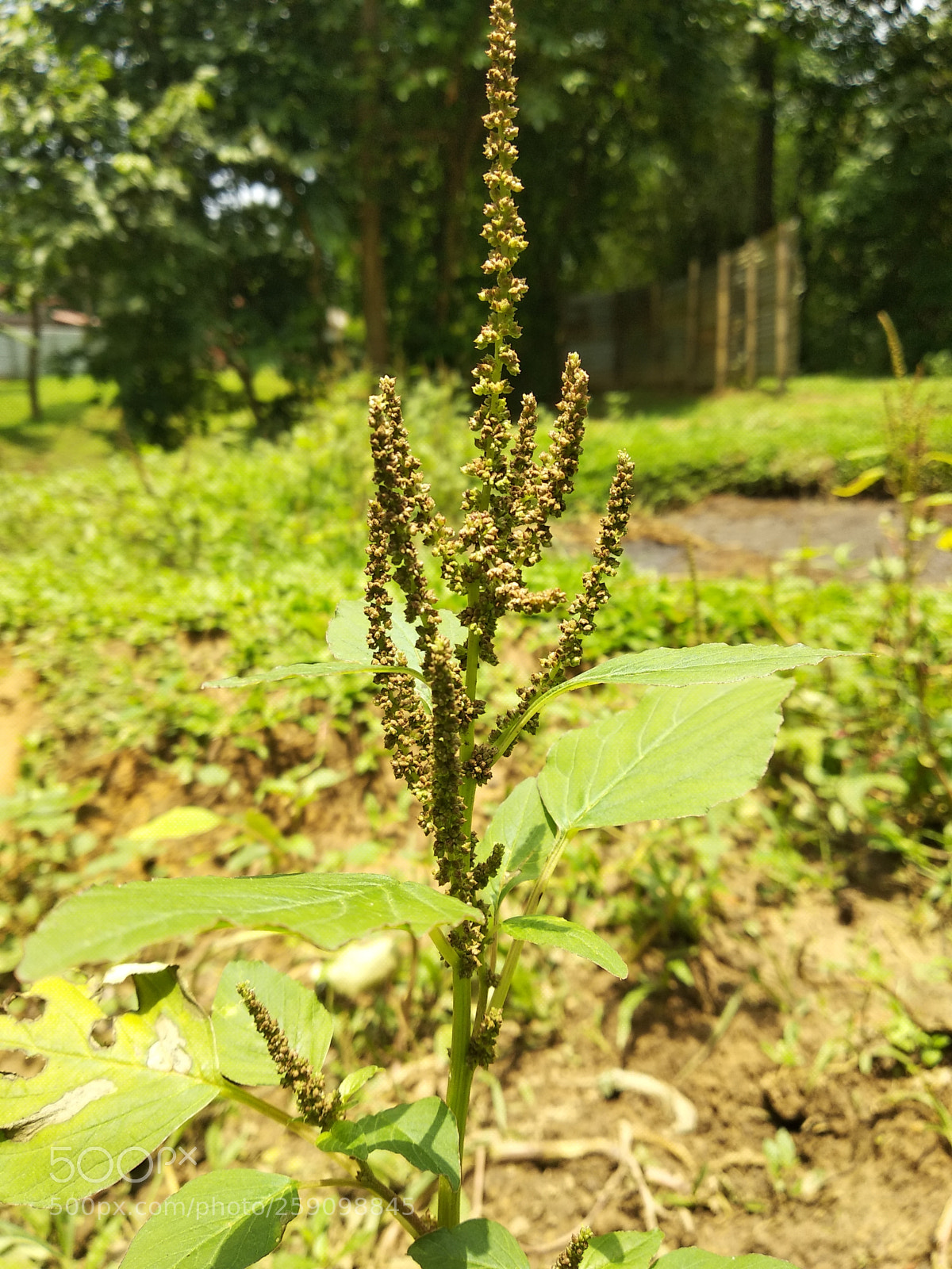 Xiaomi Redmi Note 5 sample photo. Untitled photography
