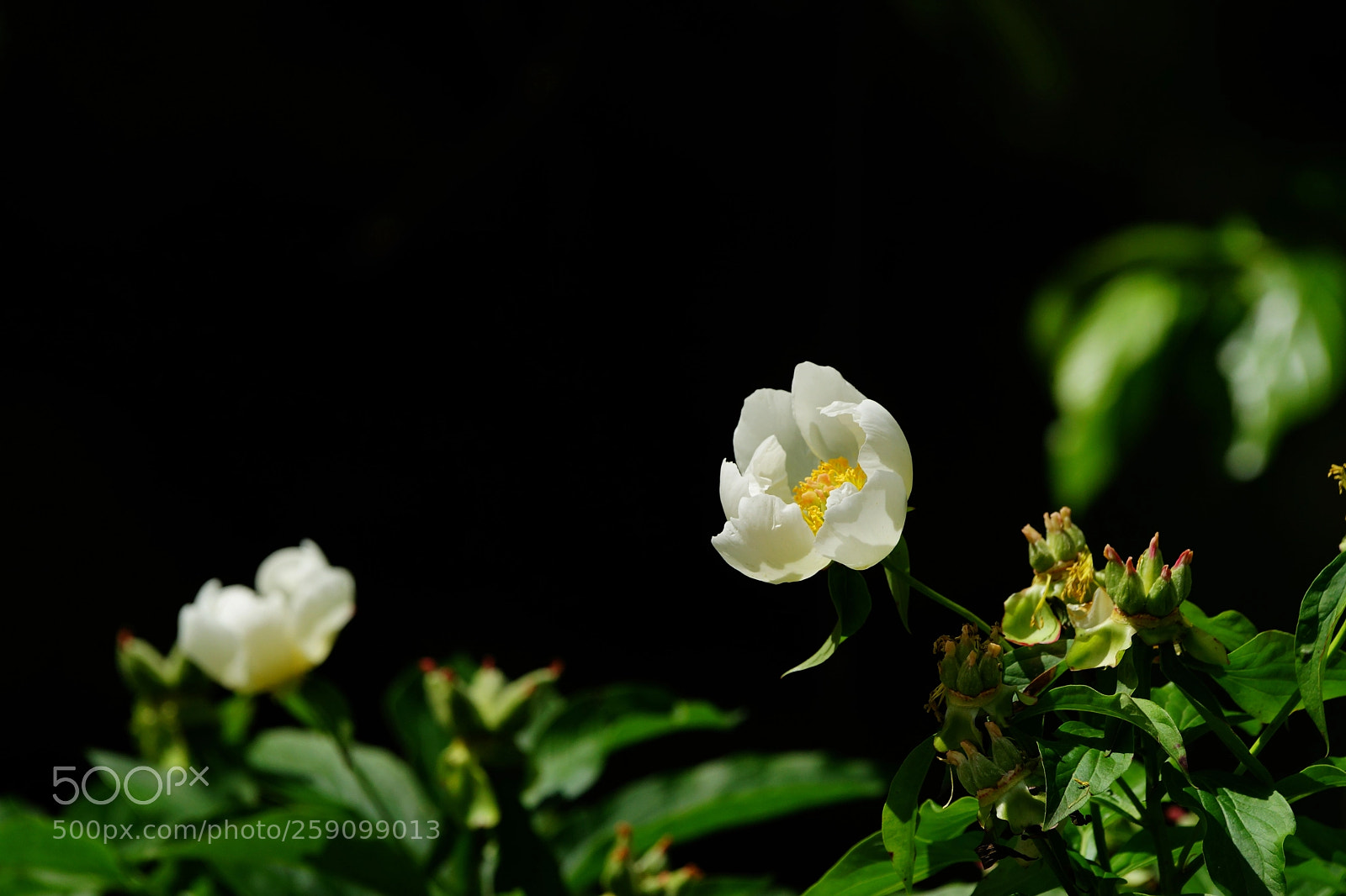Sony SLT-A99V sample photo. Paeony photography