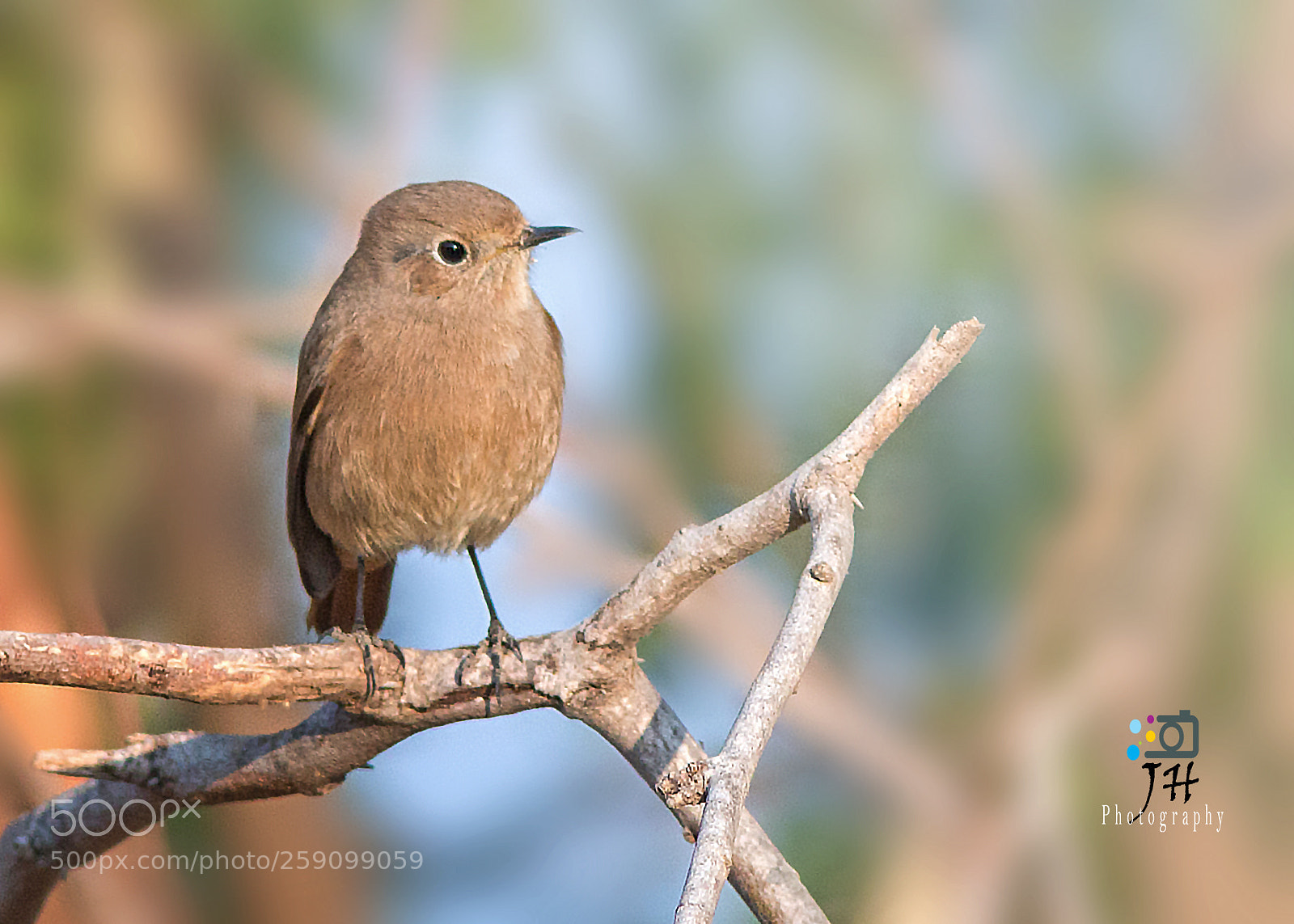 Canon EOS 70D sample photo. Black redstart (f) photography