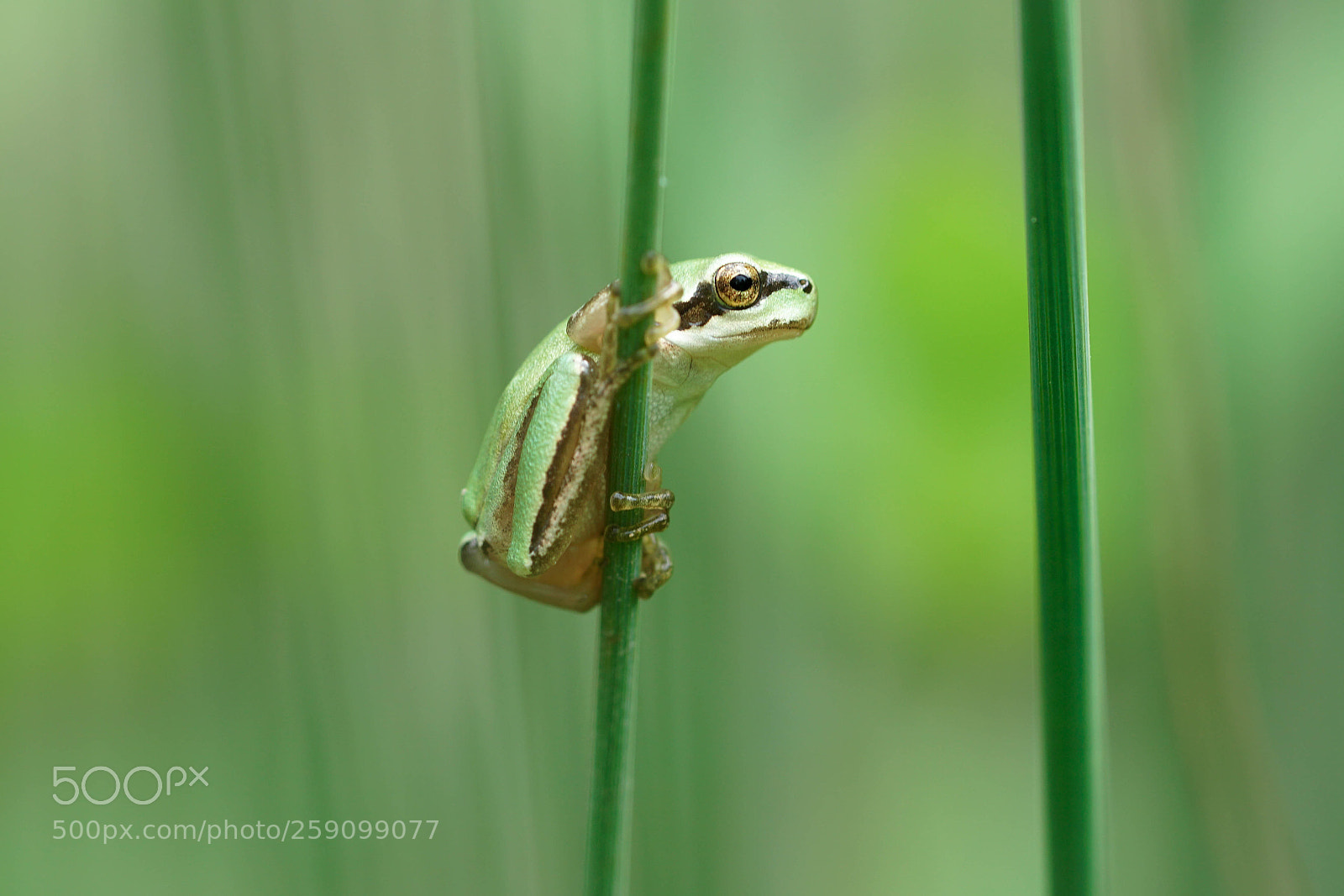 Sony a6500 sample photo. Frog photography