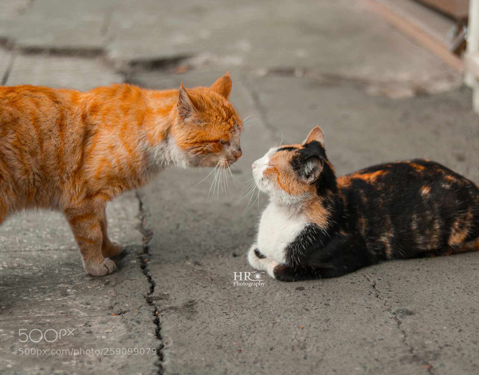 Canon EOS 750D (EOS Rebel T6i / EOS Kiss X8i) sample photo. Untitled photography