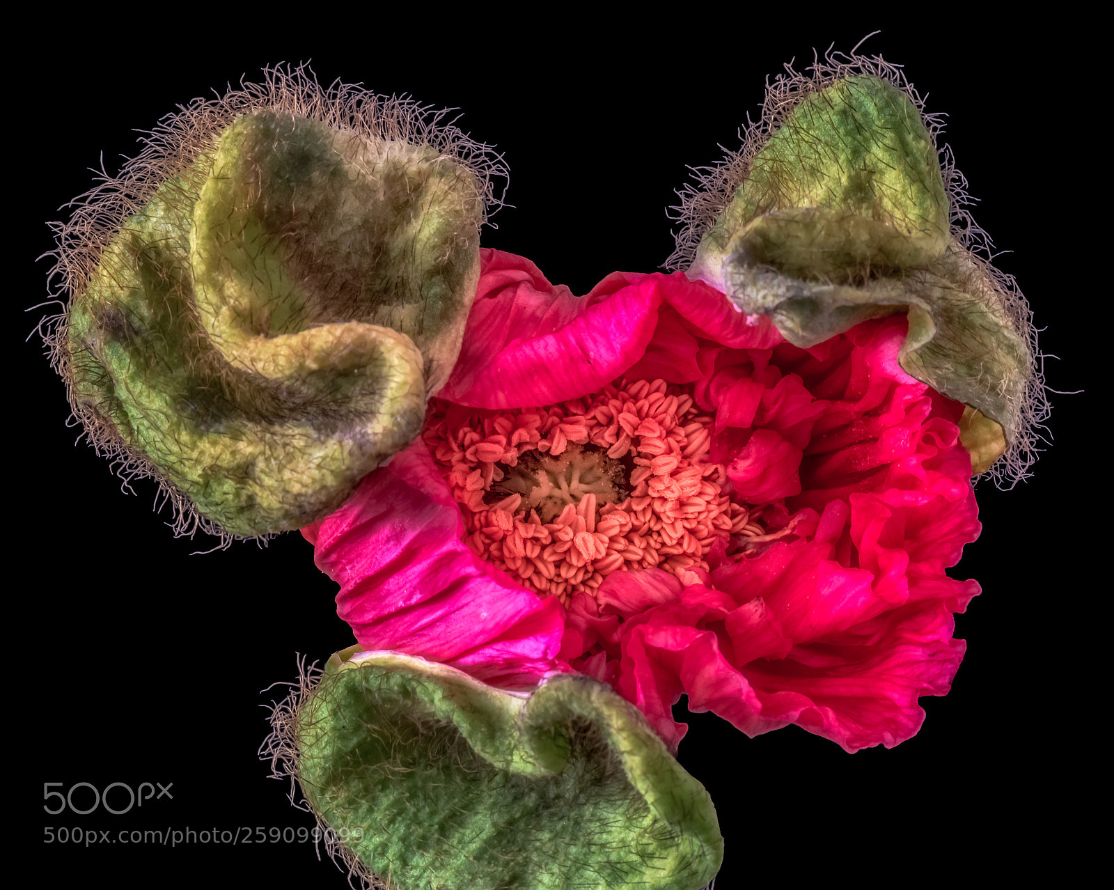 Nikon D810 sample photo. Red poppy photography