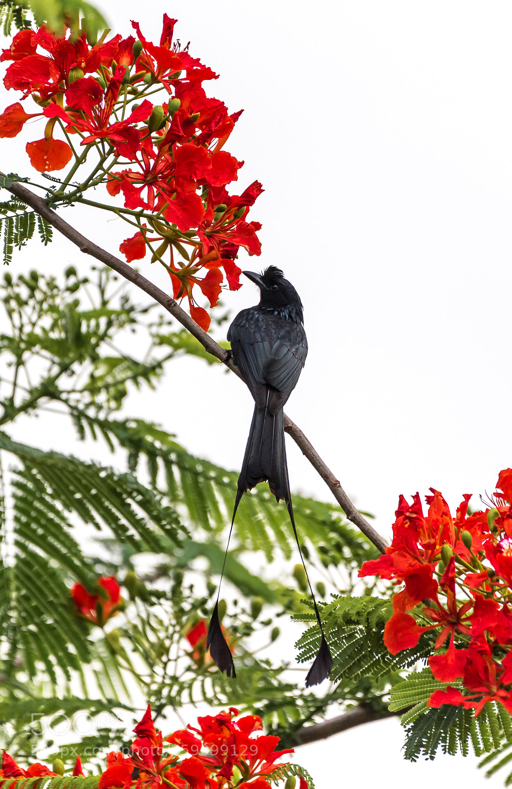 Nikon D750 sample photo. Racket-tailed drongo photography