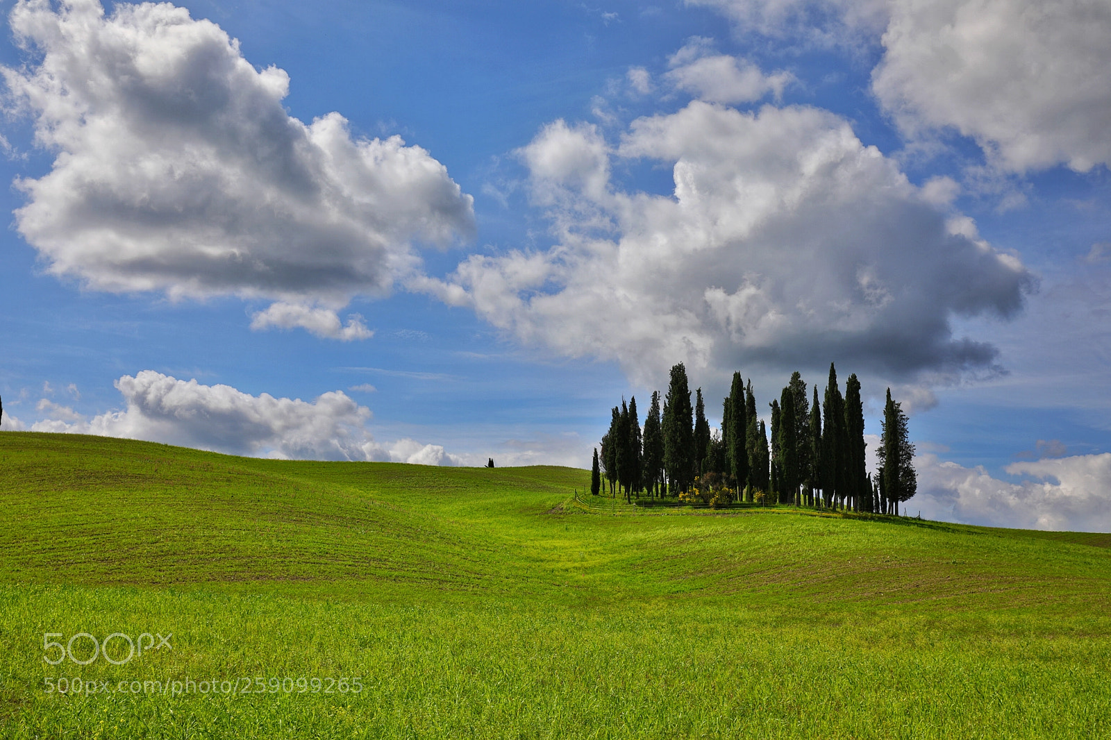 Canon EOS 5D Mark IV sample photo. Cypresses under mild cloud photography