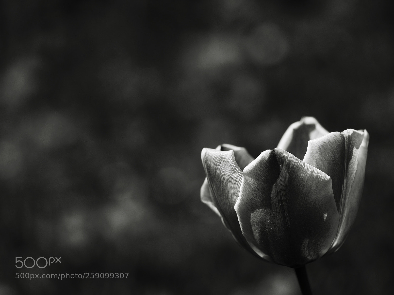 Olympus OM-D E-M10 II sample photo. Tulipa photography