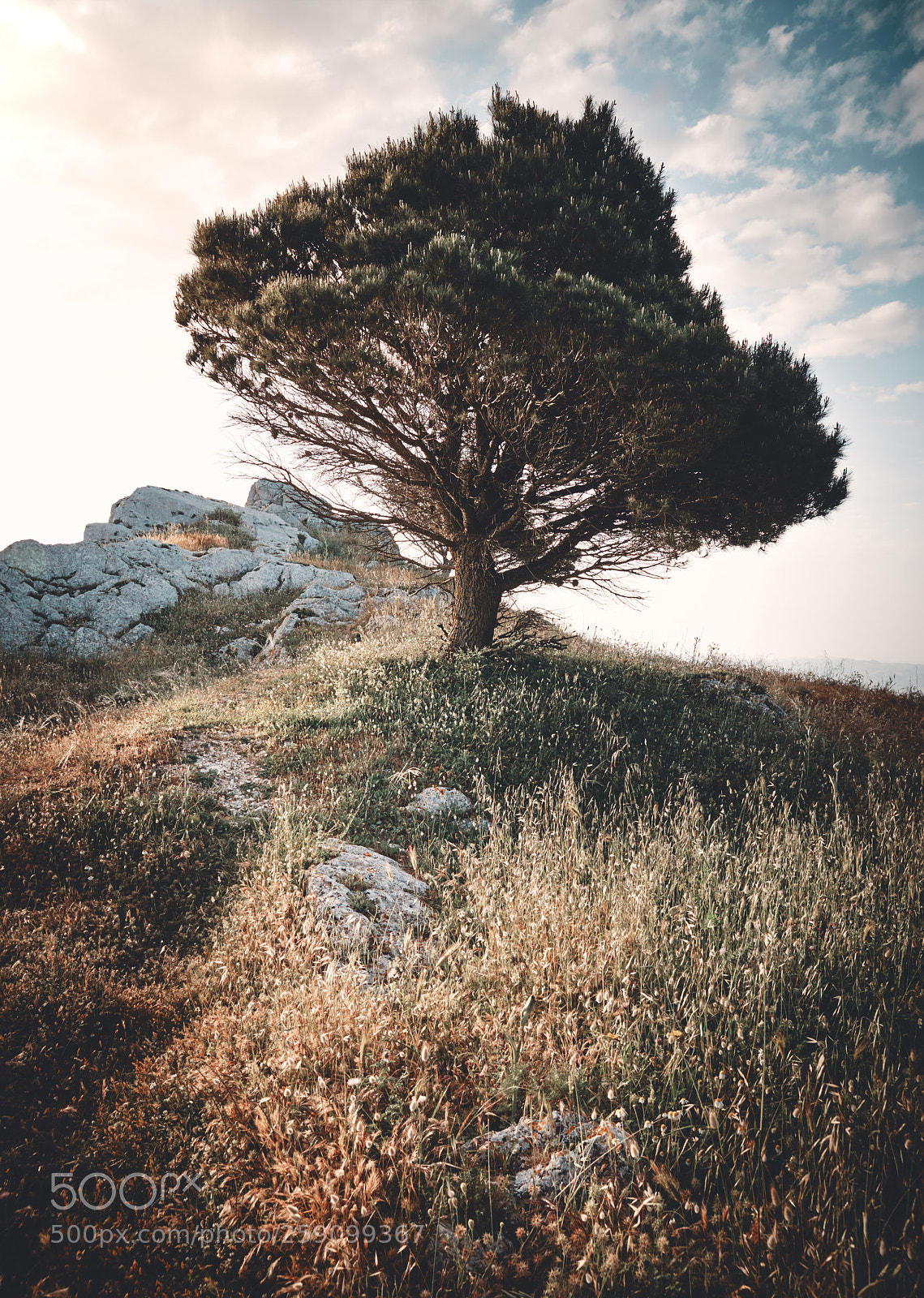 Canon EOS 5D Mark IV sample photo. Sicily tree on rocks photography