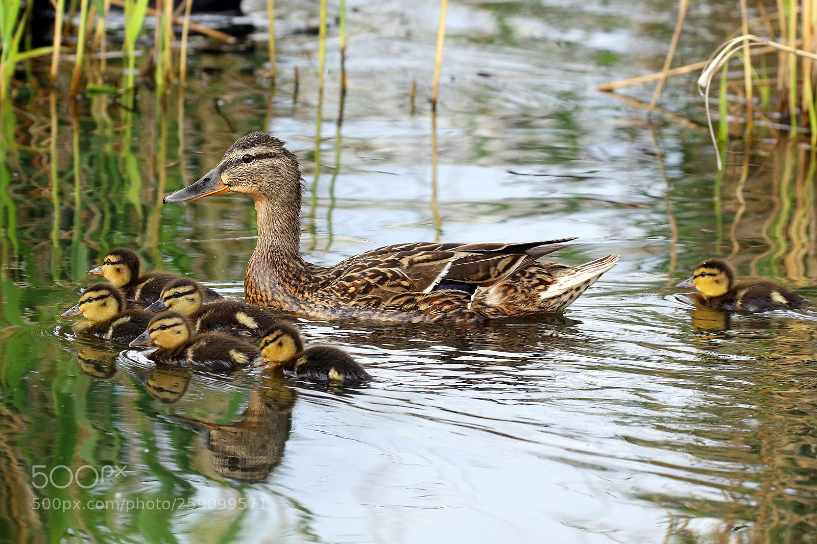 Canon EOS 7D Mark II sample photo. A family of ducks photography