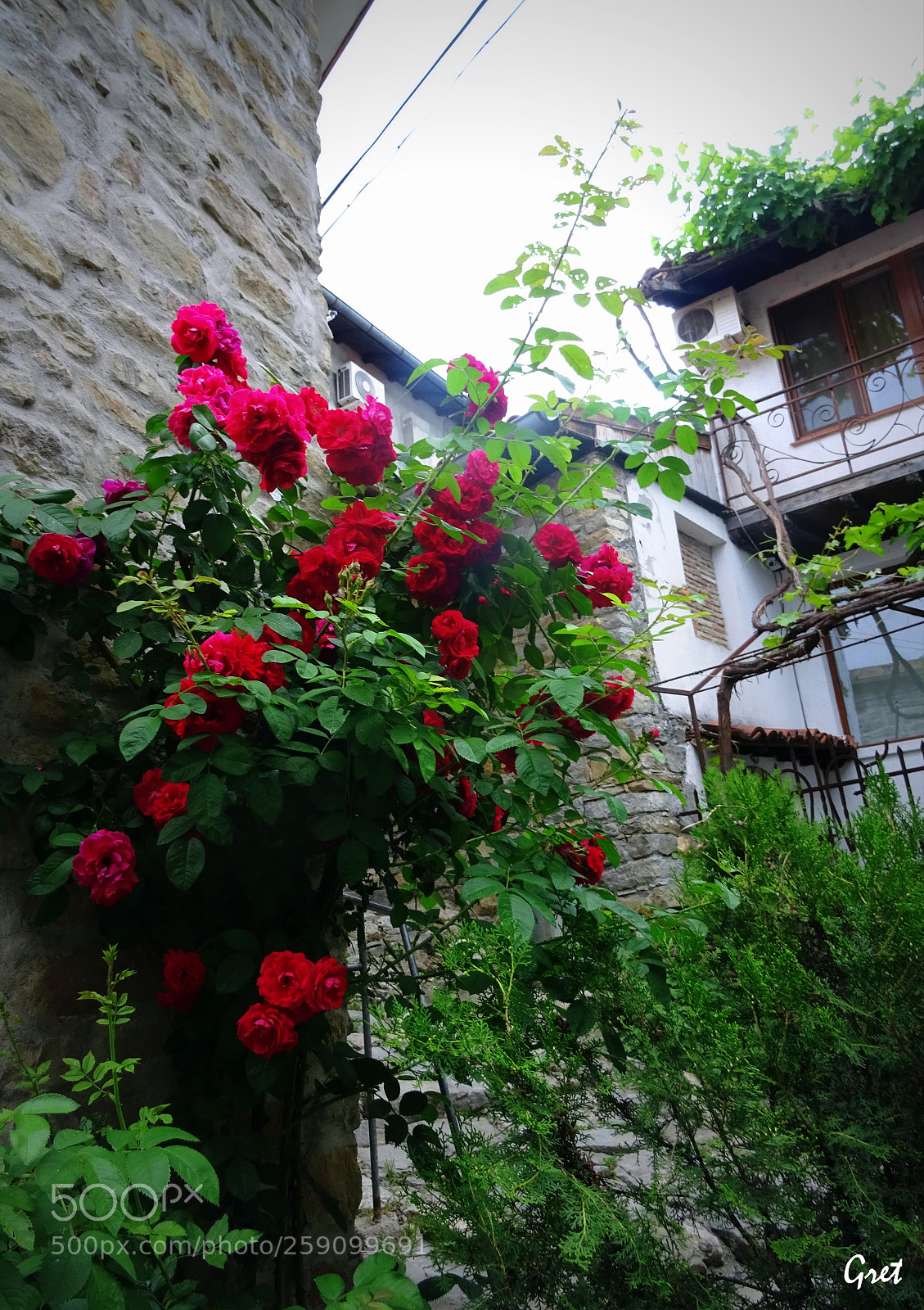 Sony DSC-HX60 sample photo. Blossomed roses photography