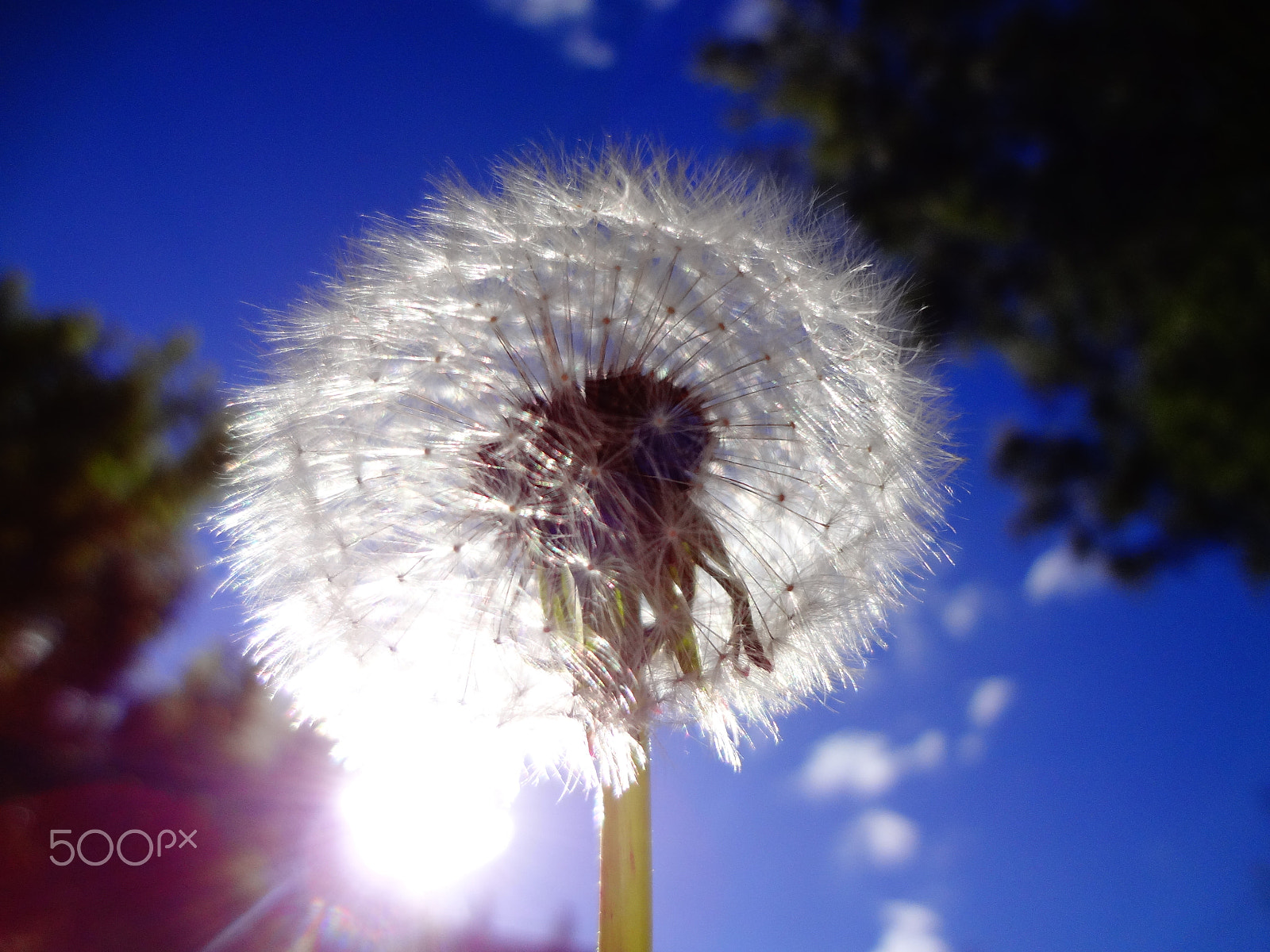 Sony Cyber-shot DSC-WX50 sample photo. Silver dandelion photography