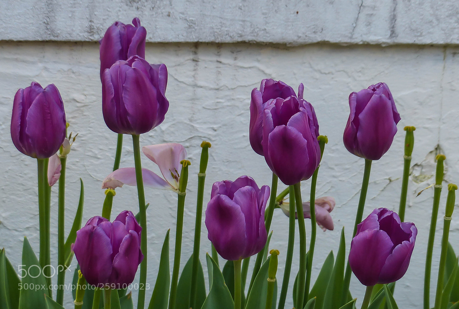 Panasonic Lumix DMC-FZ200 sample photo. Endings photography