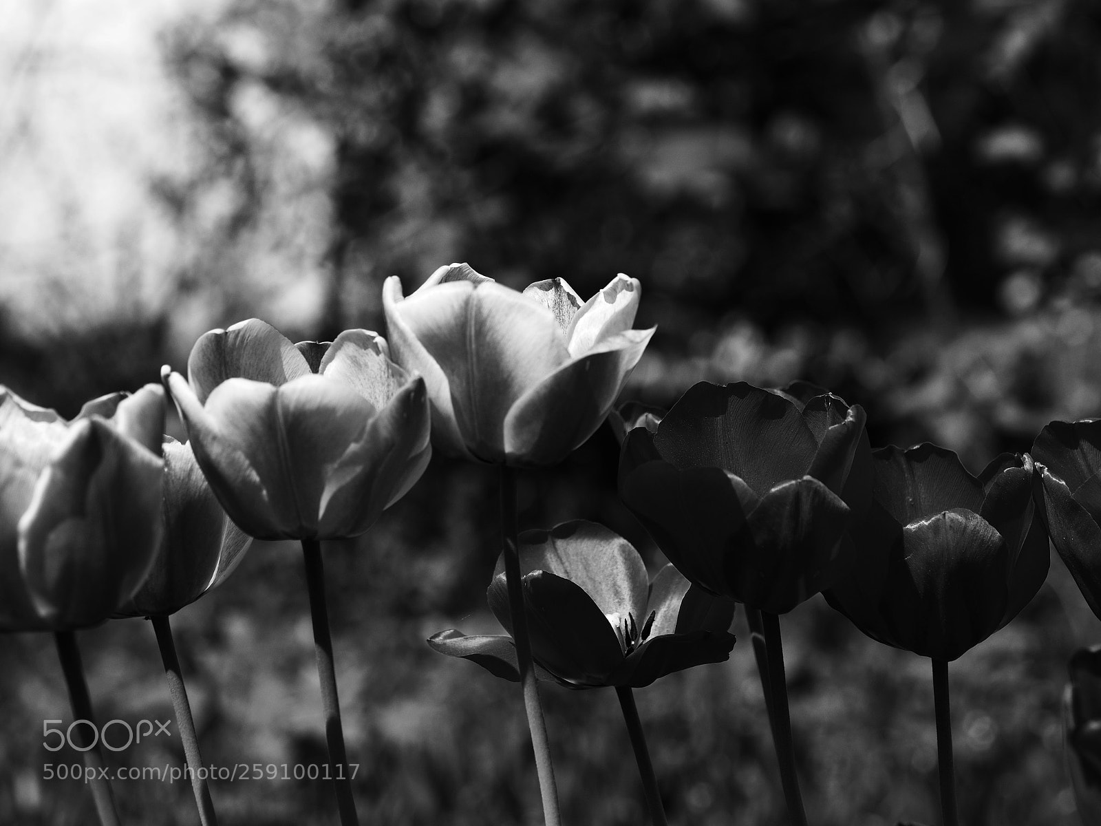 Olympus OM-D E-M10 II sample photo. Tulipa photography