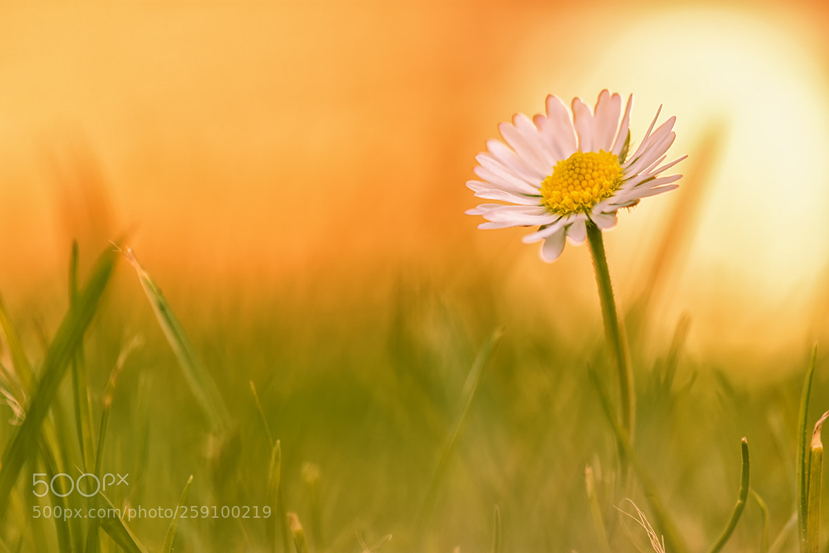 Nikon D7200 sample photo. Gänseblümchen photography