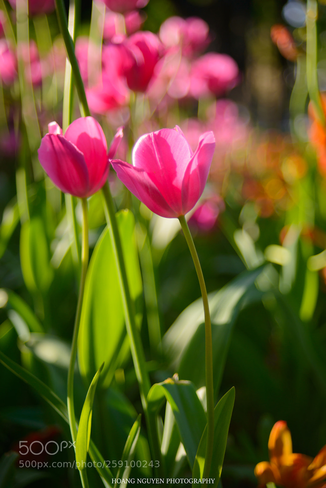 Nikon D800 sample photo. Pink tulip photography