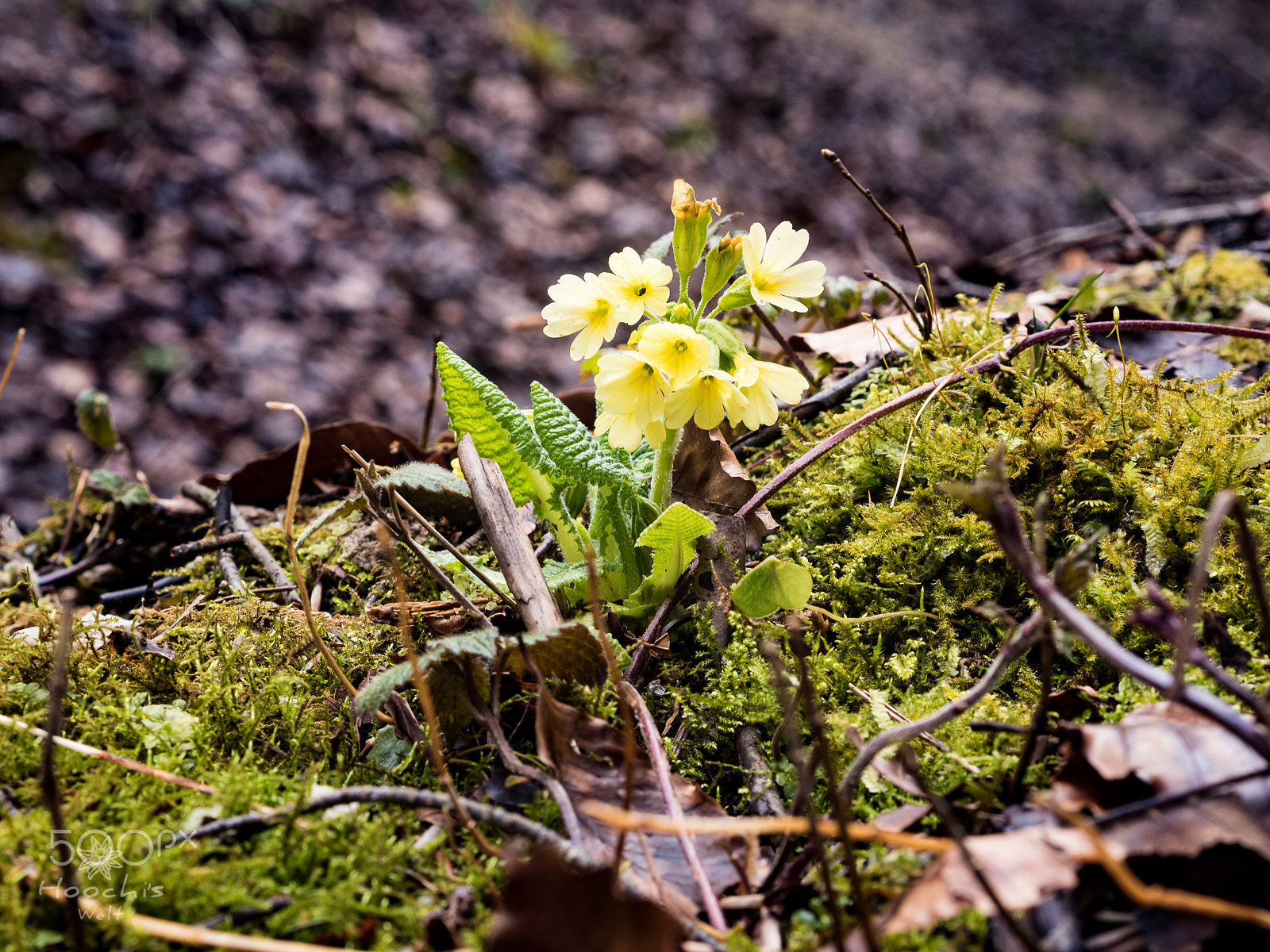 Olympus PEN E-PL7 sample photo. Schlüsselblume photography