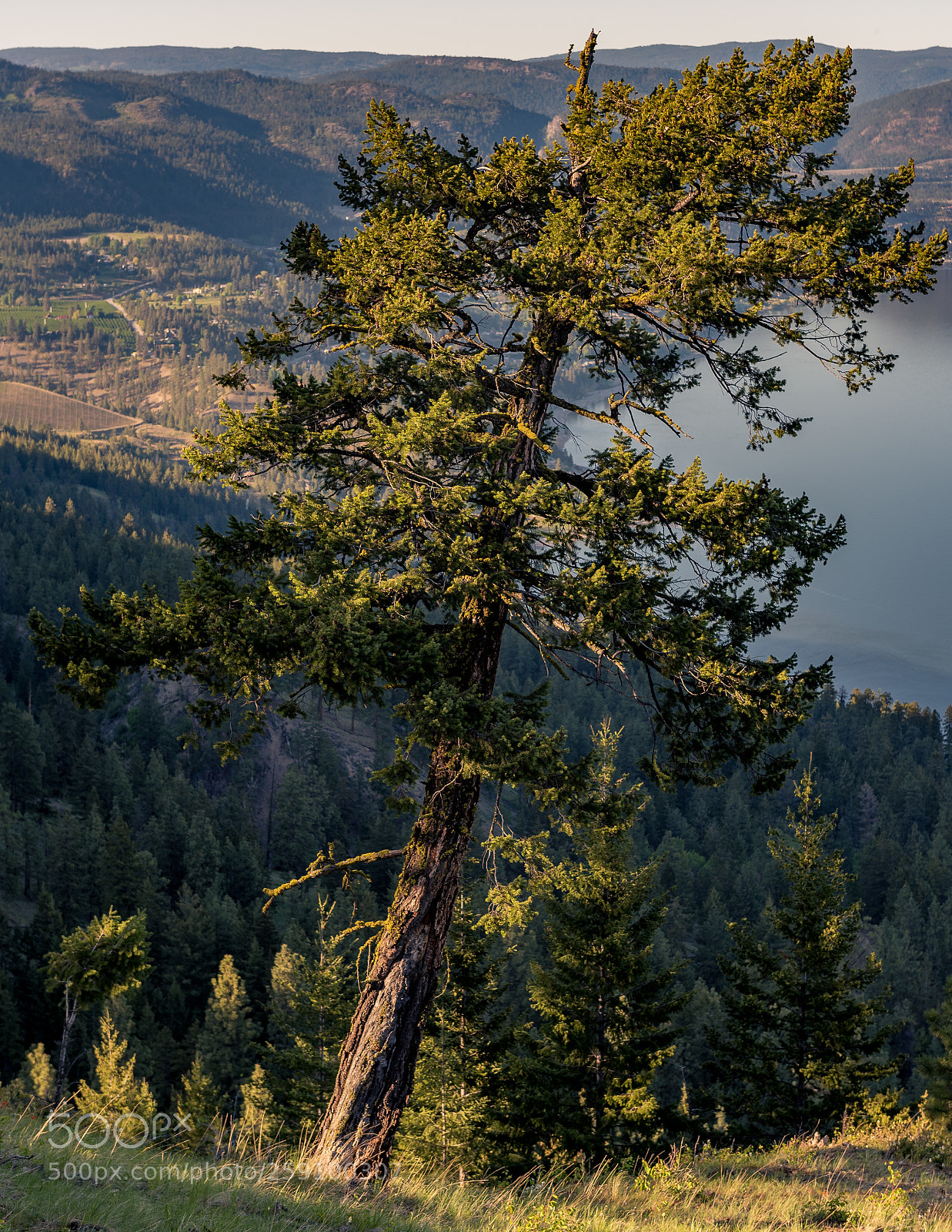 Nikon D750 sample photo. Alone on a hill photography