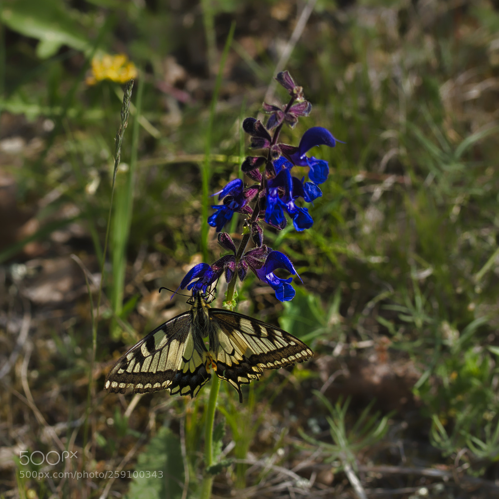 Sony ILCA-77M2 sample photo. Schwalbenschwanz photography