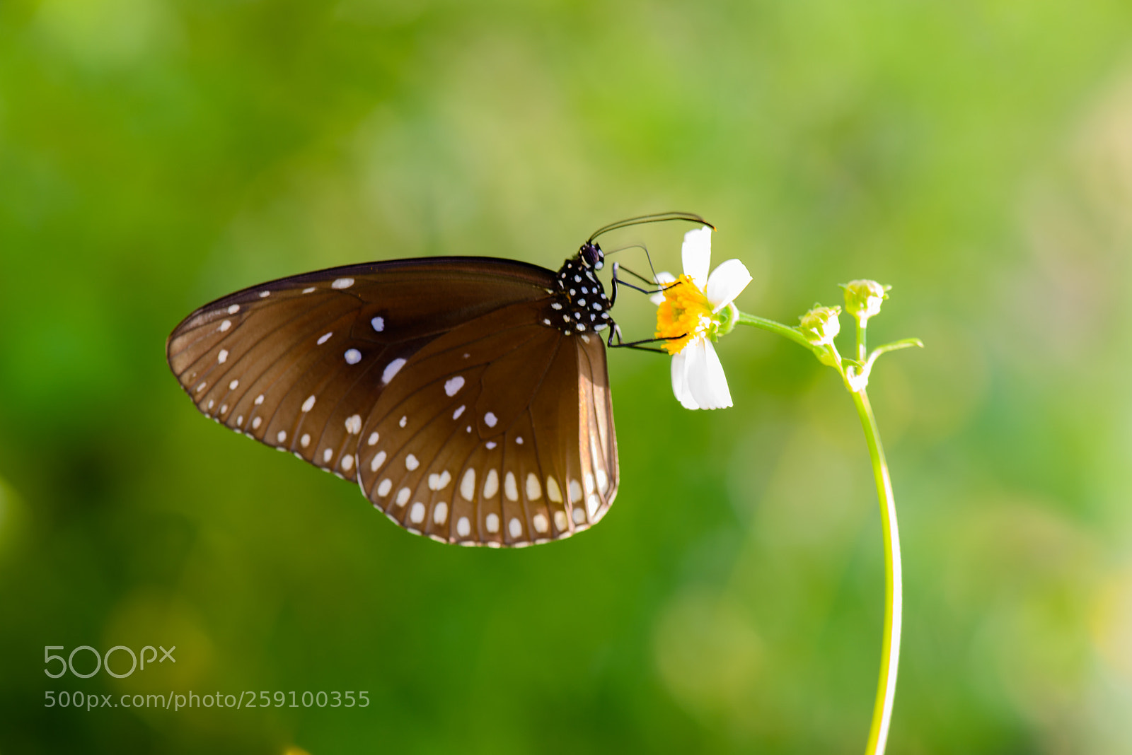 Nikon D800 sample photo. Butterfly photography