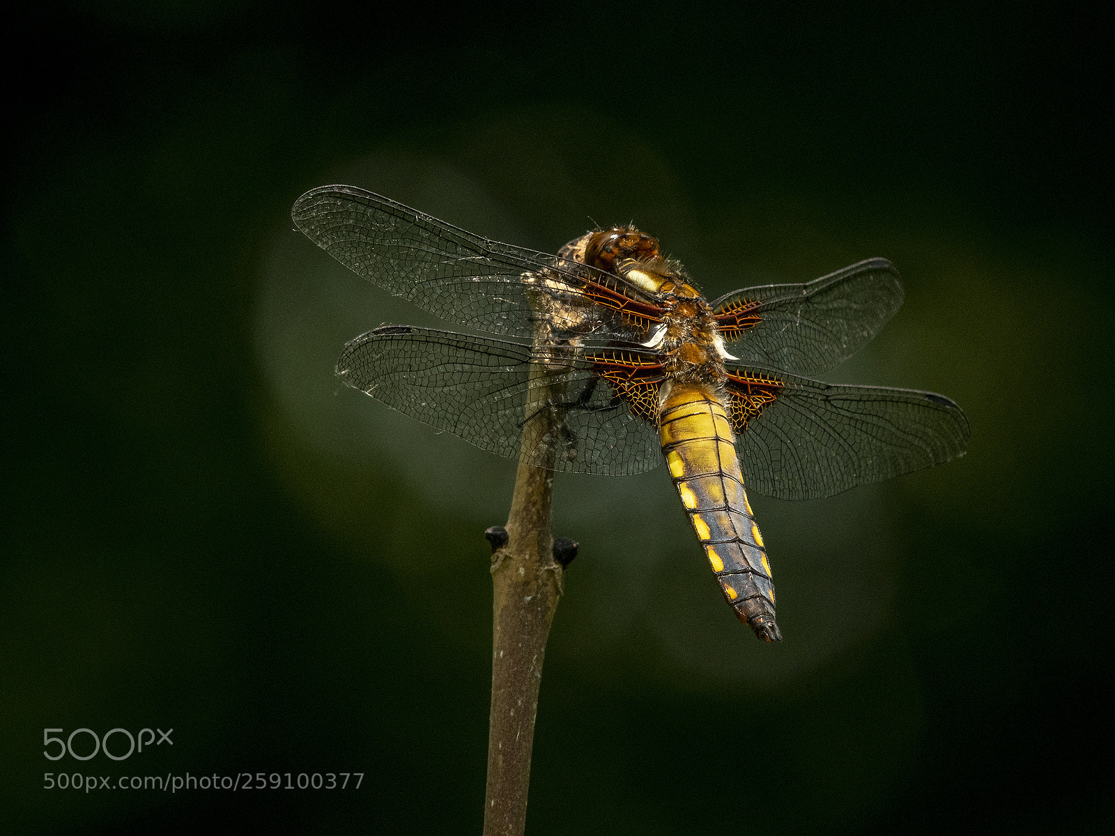 Nikon D500 sample photo. Broad-bodied chaser photography