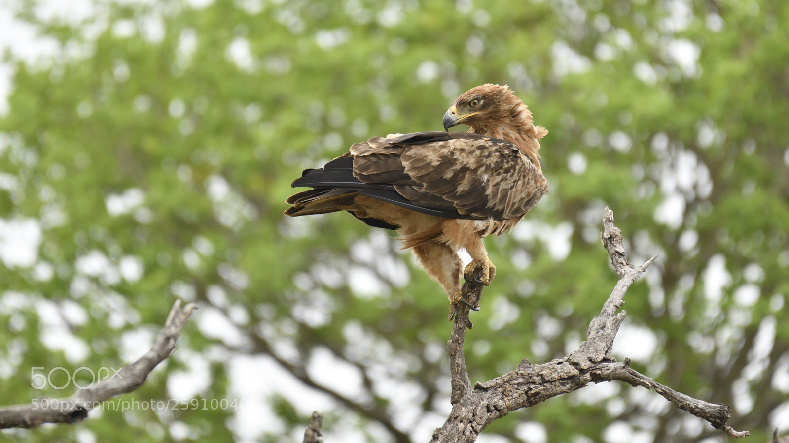 Nikon D500 sample photo. Towny eagle photography