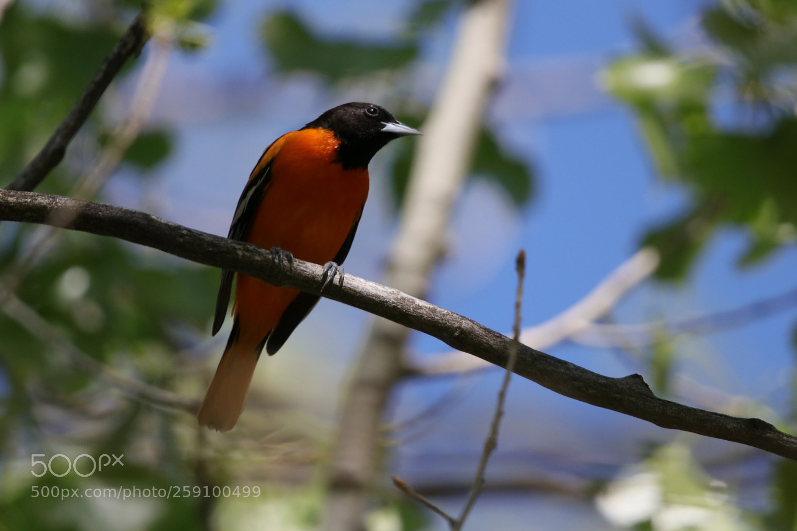 Canon EOS 80D sample photo. Male baltimore oriole photography