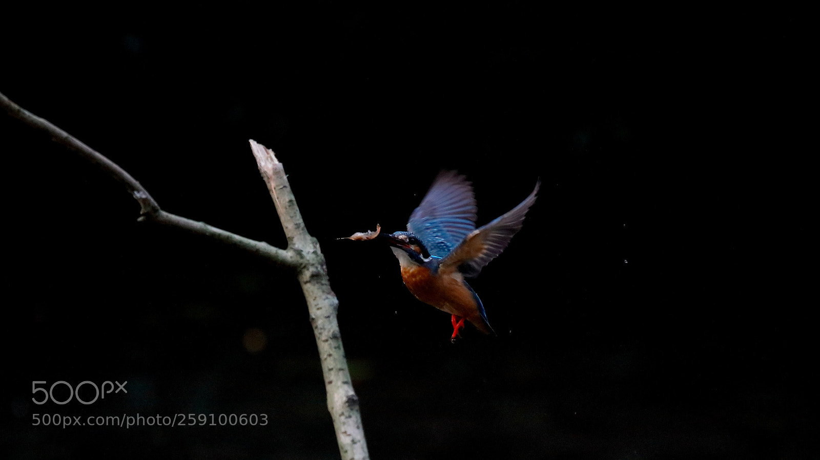 Canon EOS 5DS sample photo. Untitled photography