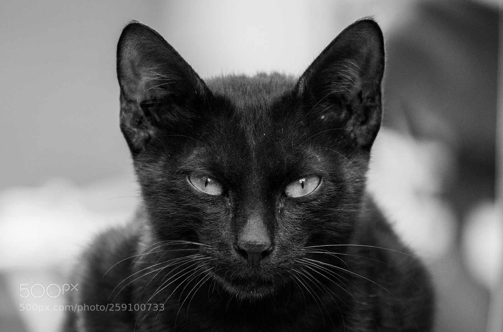 Canon EOS 1200D (EOS Rebel T5 / EOS Kiss X70 / EOS Hi) sample photo. A cat portrait in photography