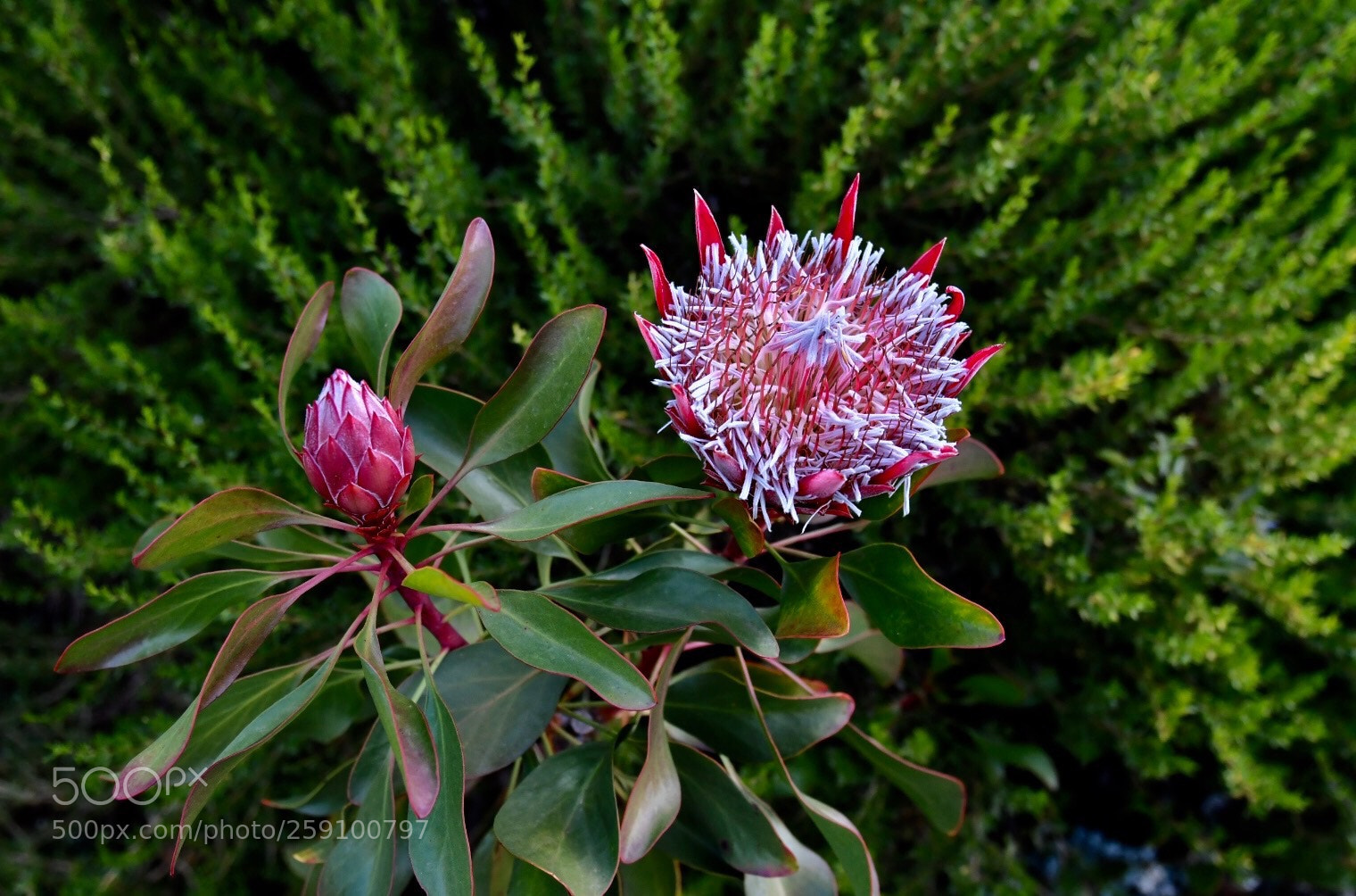 Nikon D500 sample photo. Blooming protea photography
