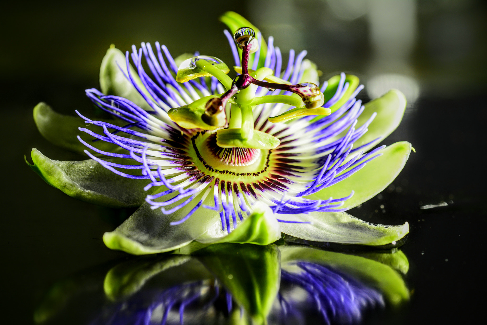 Sigma 105mm F2.8 EX DG OS HSM sample photo. Sua magnificenza. passiflora photography