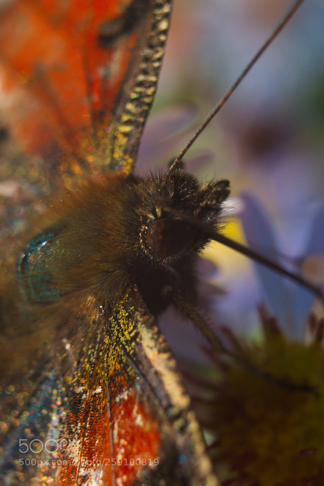 Nikon D3300 sample photo. Butterfly on the flower photography