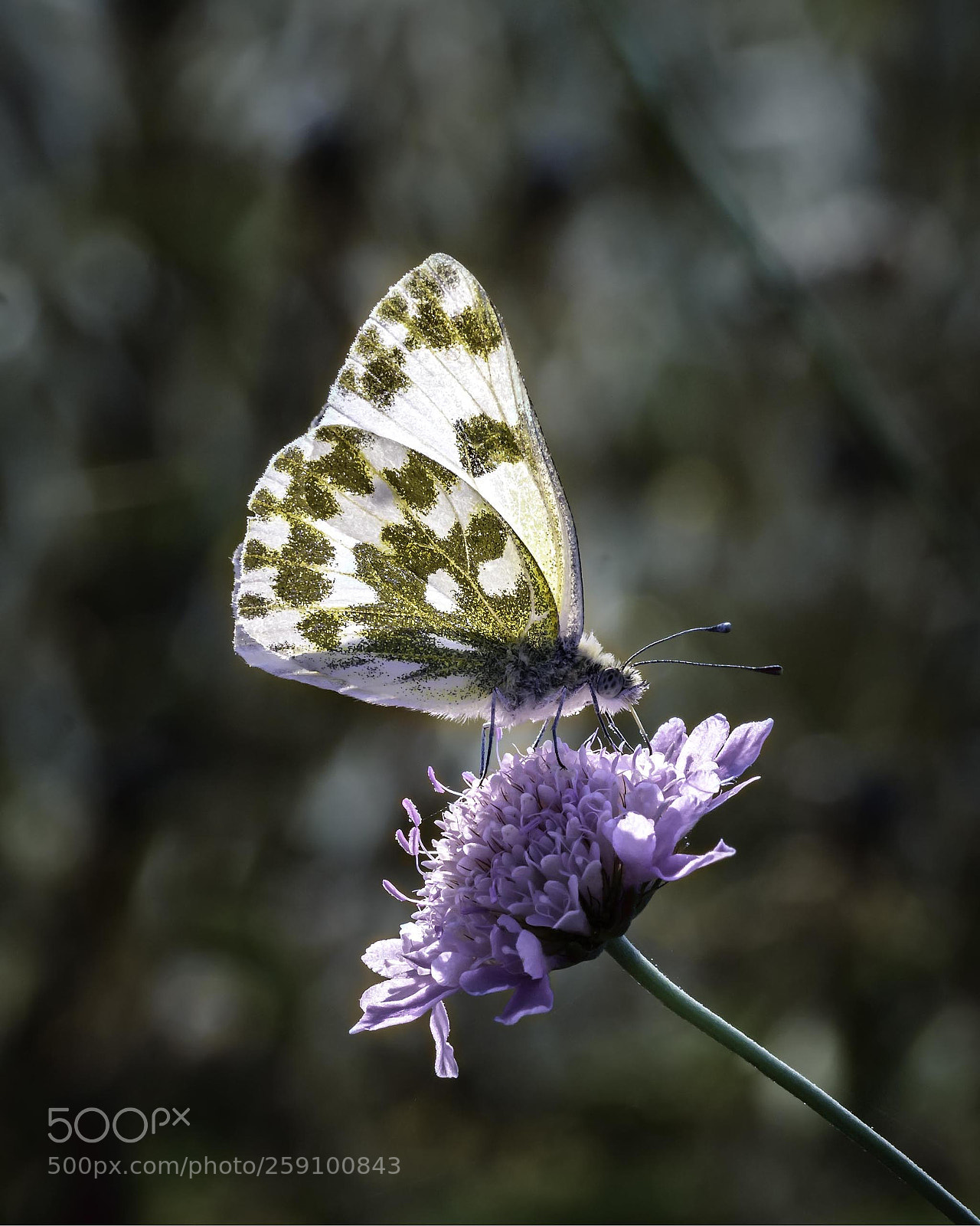 Nikon D7200 sample photo. Untitled photography