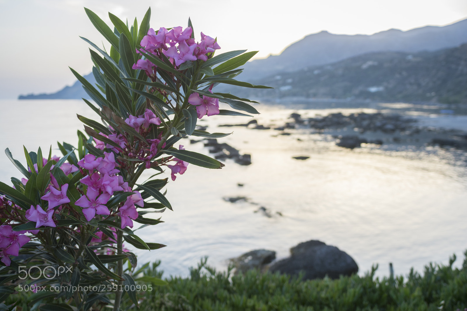 Nikon D7100 sample photo. Beauty of oleander photography