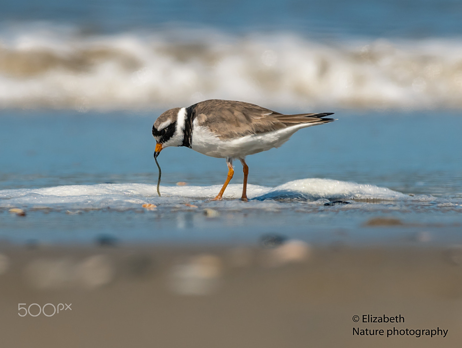 Nikon AF-S Nikkor 200-500mm F5.6E ED VR sample photo. Well catched prey photography