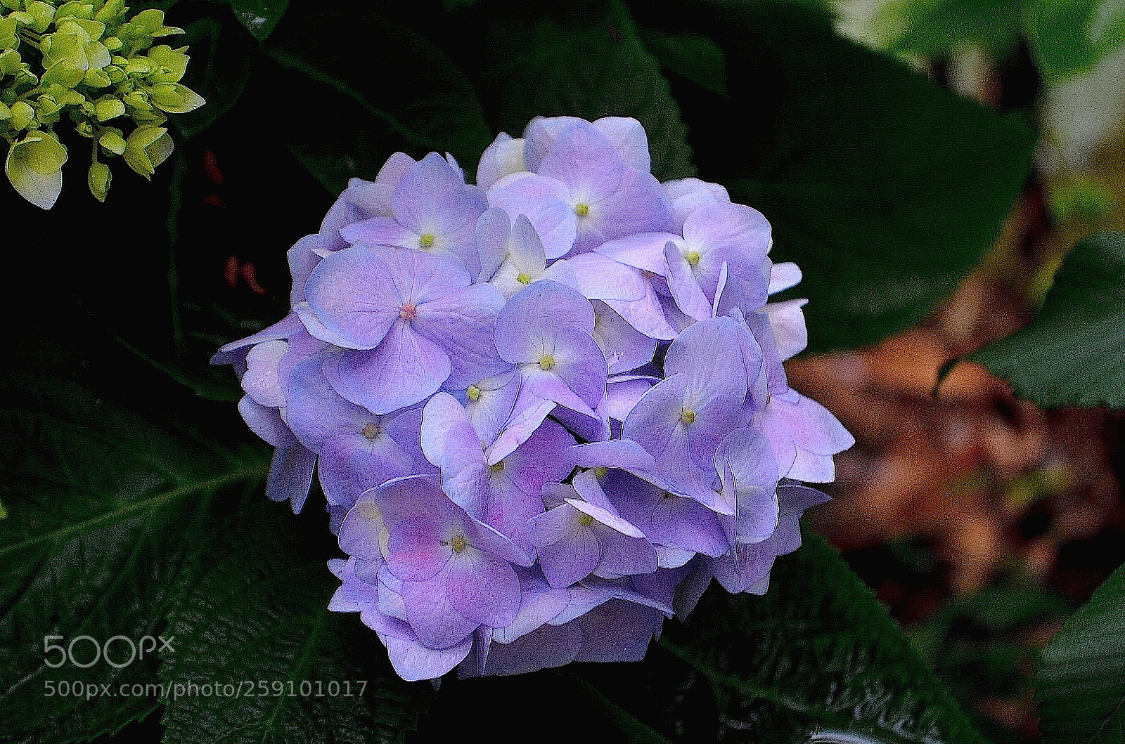 Nikon D5100 sample photo. Hydrangea photography