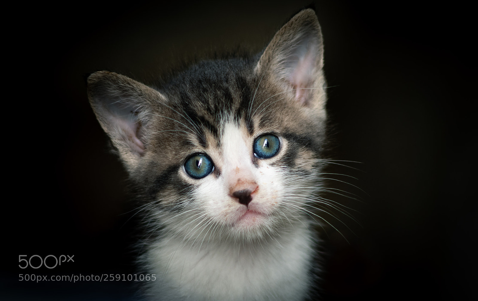 Canon EOS 7D Mark II sample photo. Take me home! photography