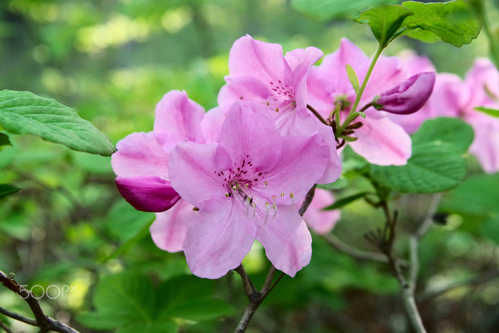 HD Pentax D FA 24-70mm F2.8 ED SDM WR sample photo. Springtime photography