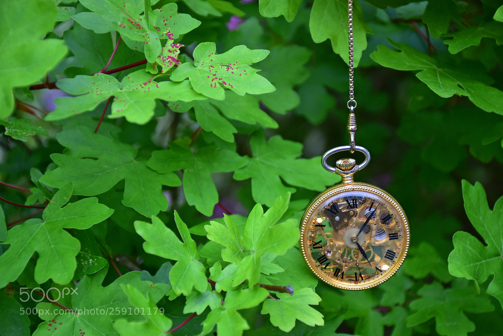 Nikon D7200 sample photo. The clock of spring photography