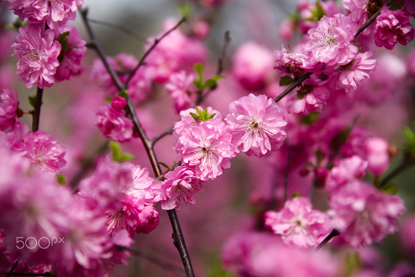 HD Pentax D FA 24-70mm F2.8 ED SDM WR sample photo. Springtime photography