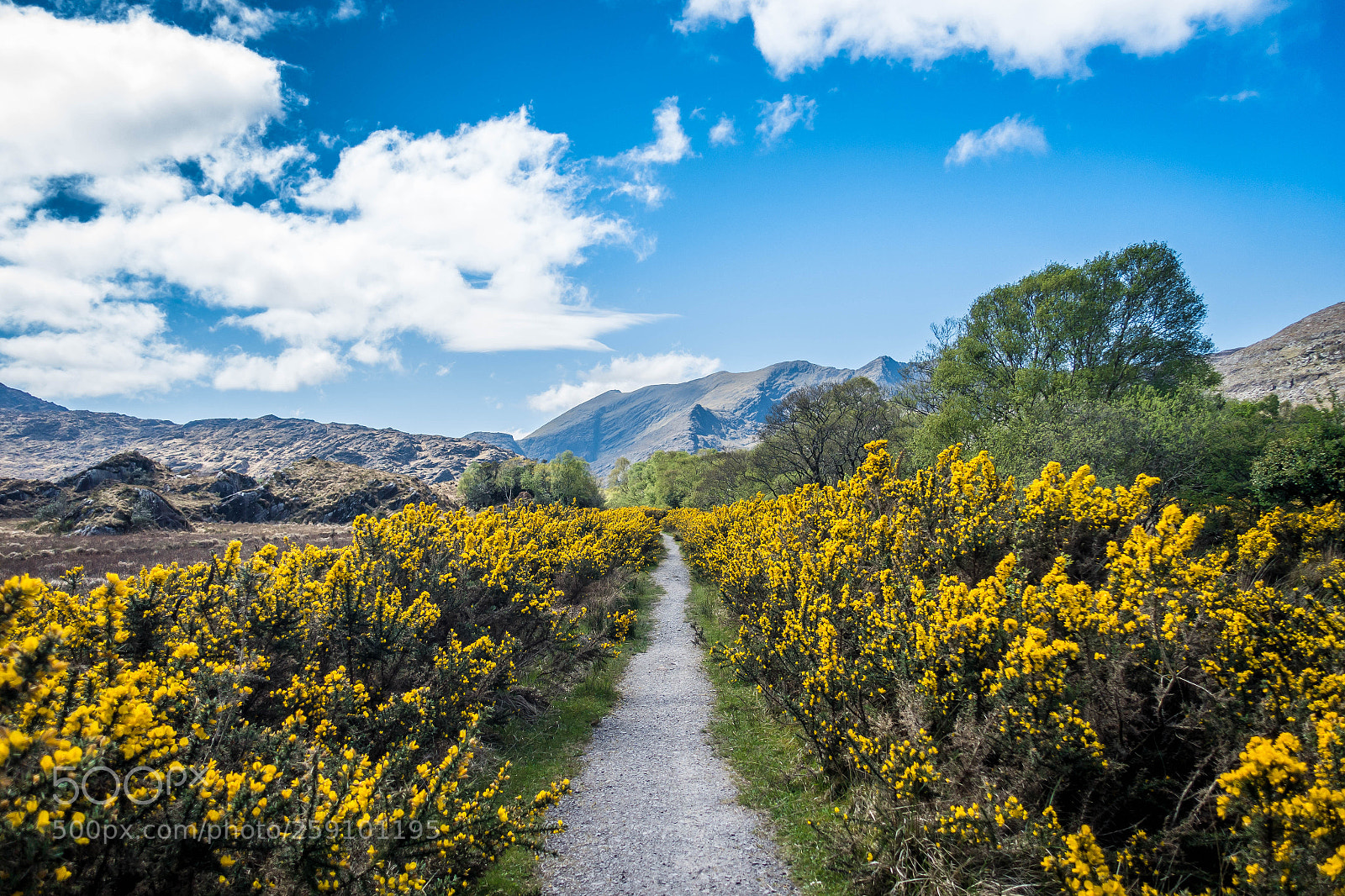 Sony Cyber-shot DSC-RX100 III sample photo. Gorse watch photography
